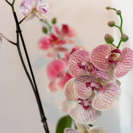 Dolly Completely Renovated 2023 *